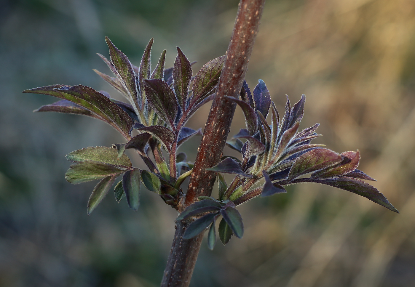 Изображение особи Sambucus sibirica.