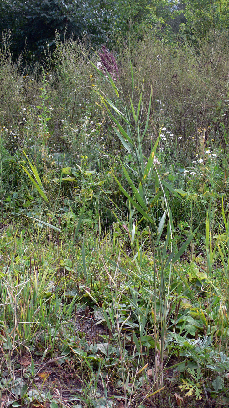 Image of Phragmites australis specimen.