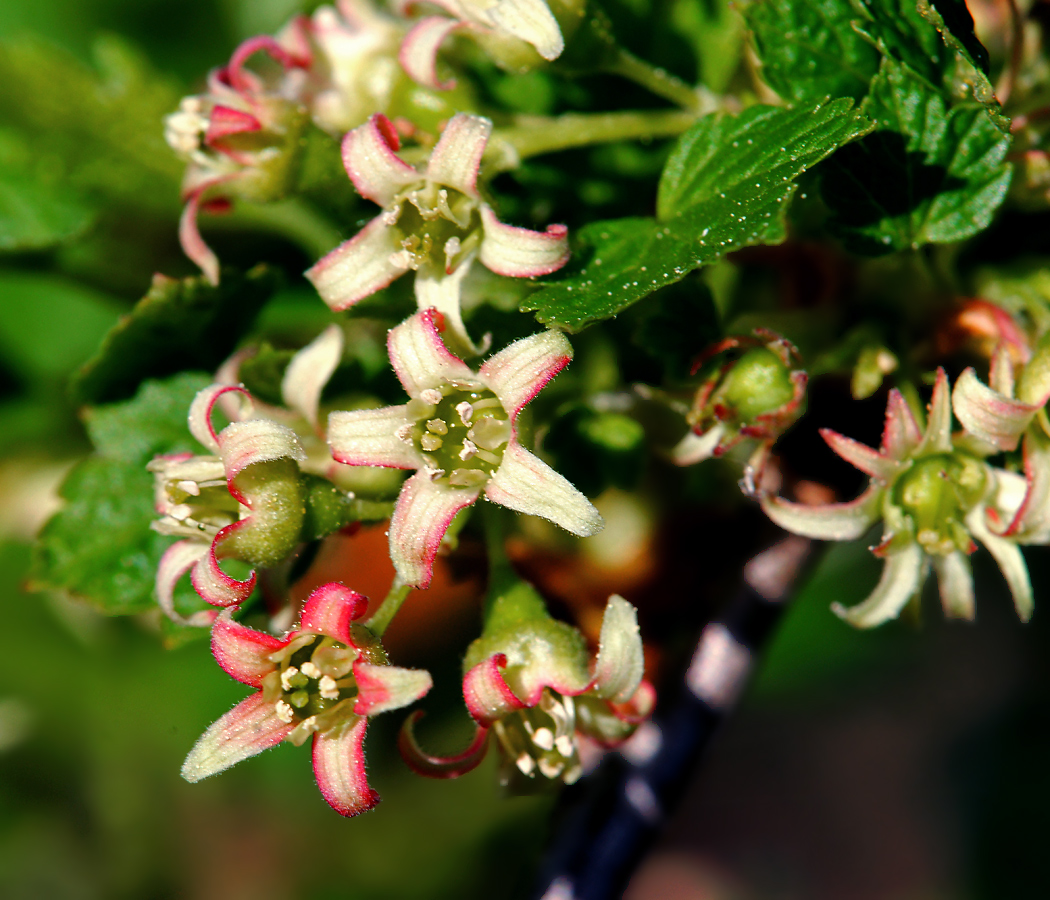 Изображение особи Ribes nigrum.