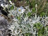 Cerastium biebersteinii