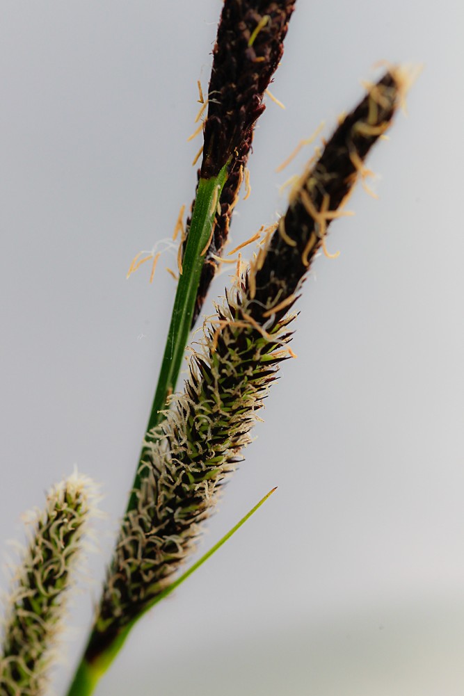 Изображение особи Carex acuta.