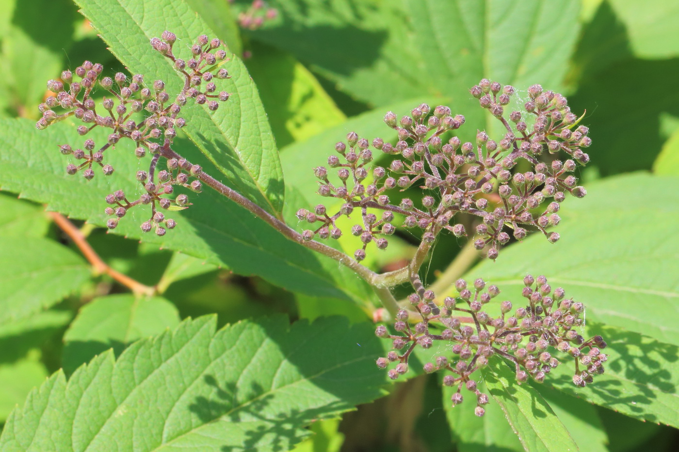 Изображение особи Spiraea japonica.