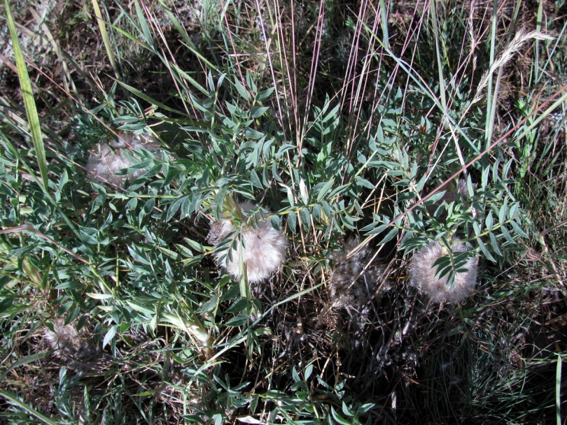 Изображение особи Astragalus pterocephalus.