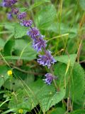 Salvia verticillata. Верхушка побега с соцветием. Крым, Бахчисарайский р-н, окр. пещерного г. Чуфут-Кале, луговой склон. 08.06.2016.