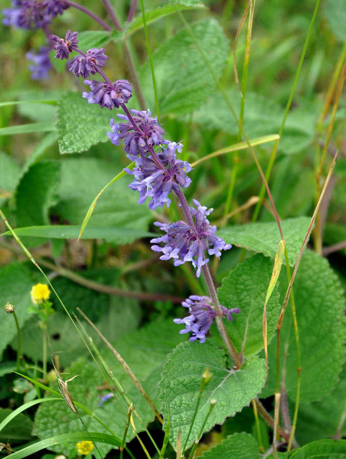 Изображение особи Salvia verticillata.