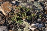 Vaccinium uliginosum subspecies microphyllum. Растение стелющейся формы на каменистом малоснежном участке горной тундры. Окрестности Мурманска, середина августа 2008 г.