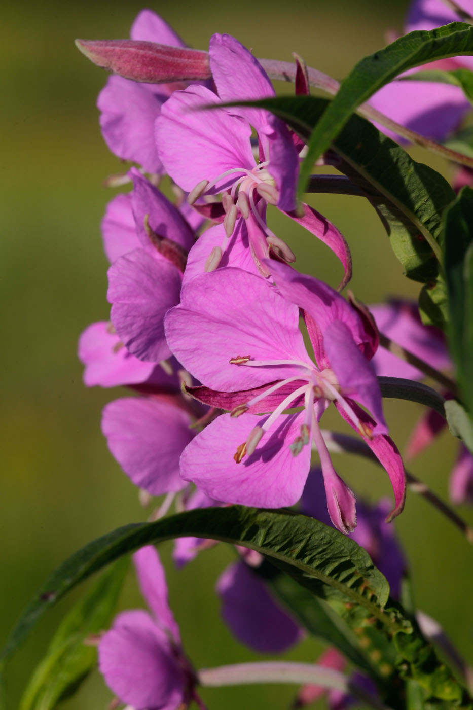 Изображение особи Chamaenerion angustifolium.