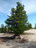 Pinus sibirica. Молодое растение. Ямало-Ненецкий автономный округ, г. Надым, северная окраина города, разбитый песок. 8 августа 2013 г.