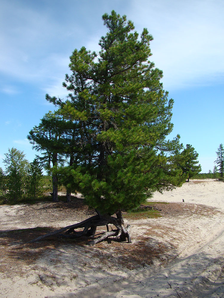 Изображение особи Pinus sibirica.