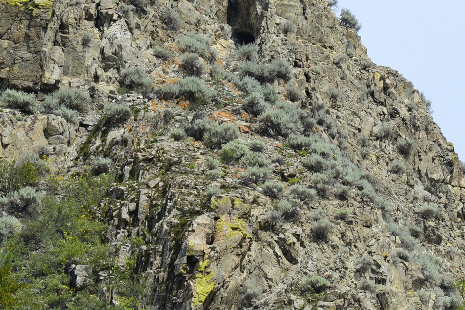 Image of Artemisia rutifolia specimen.