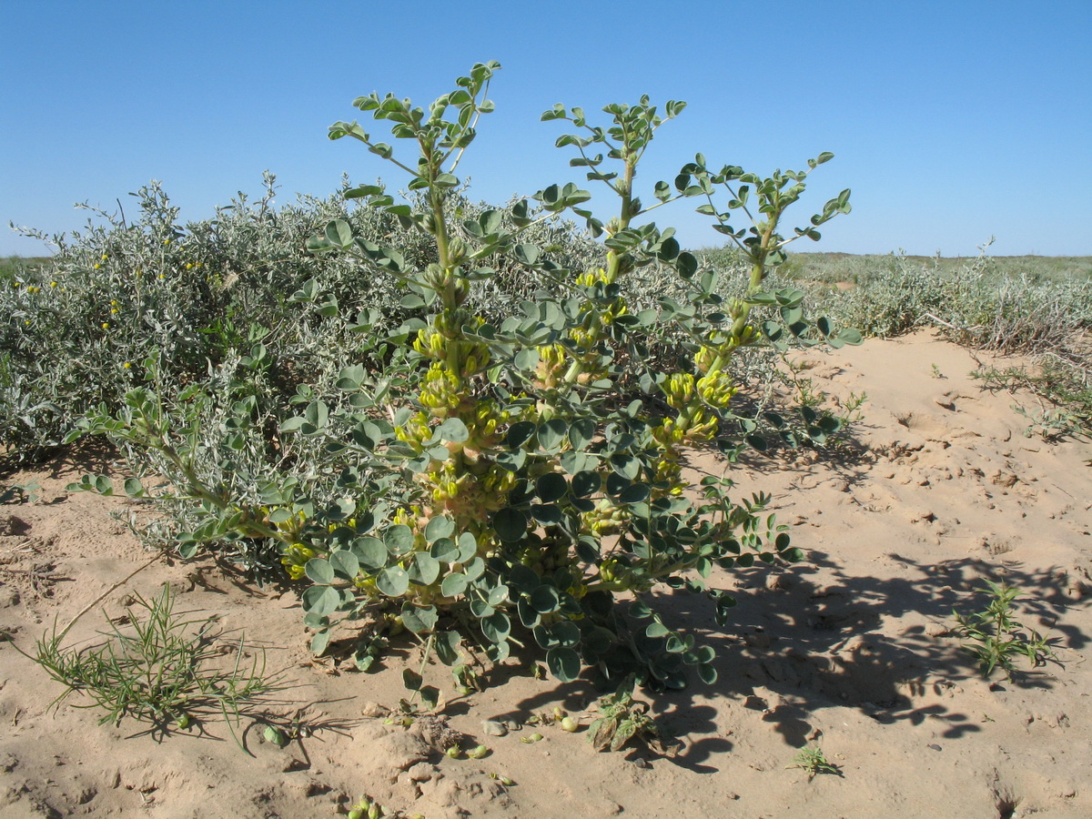 Изображение особи Astragalus sphaerophysa.