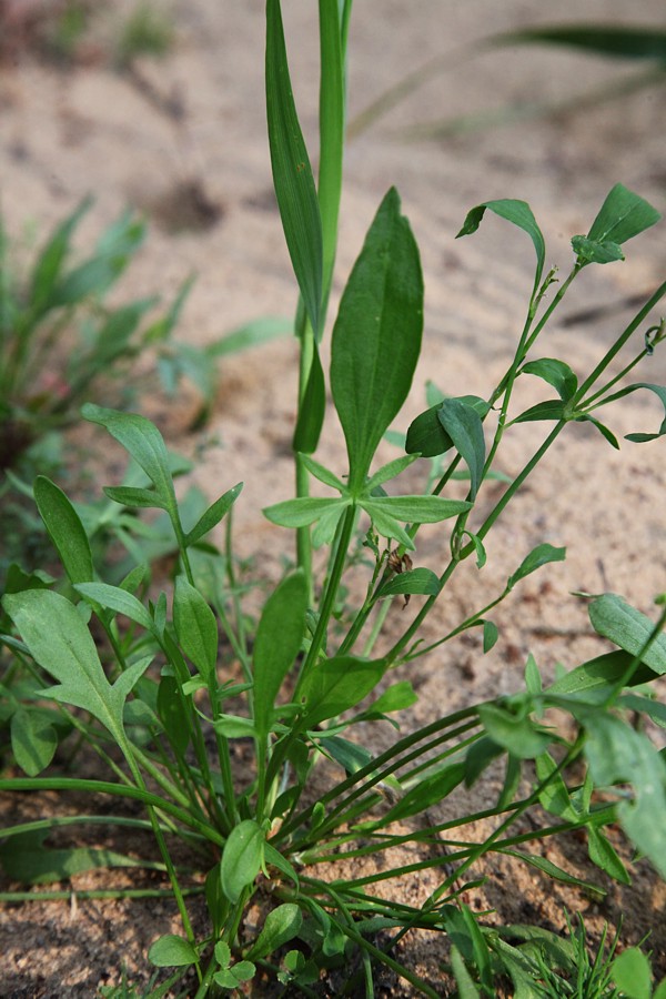 Image of Rumex acetosella specimen.