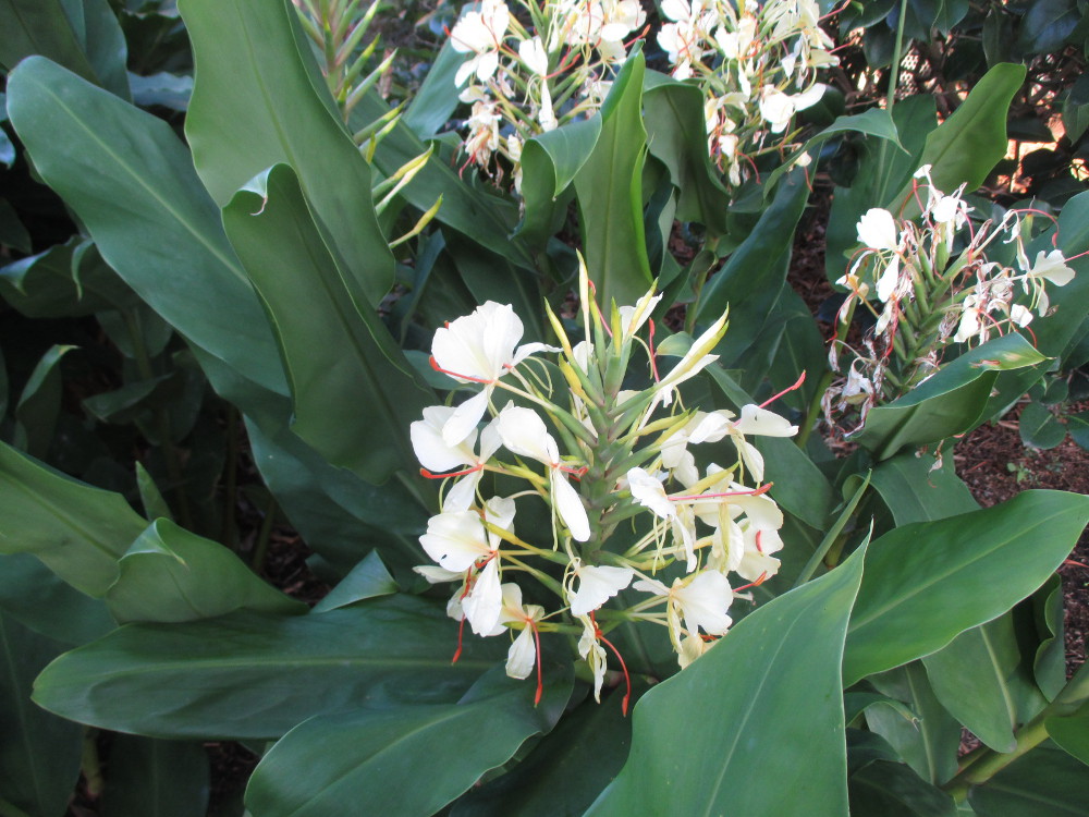 Изображение особи Hedychium gardnerianum.