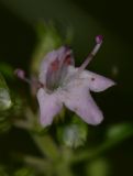 Thymus pulegioides