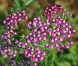 Achillea millefolium