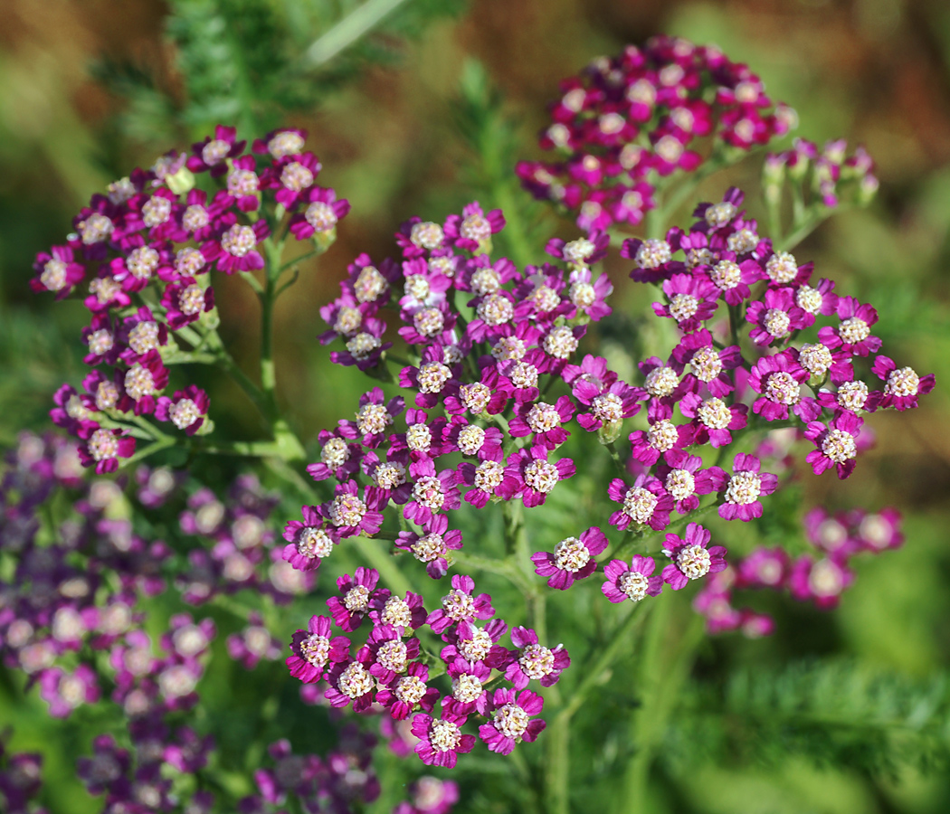 Изображение особи Achillea millefolium.