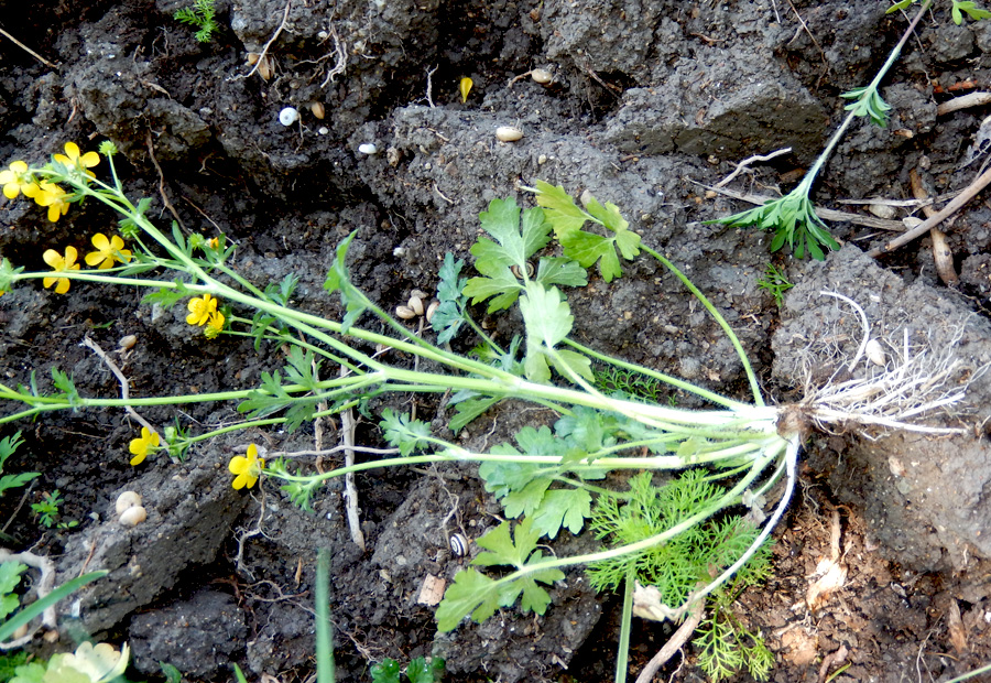 Image of Ranunculus sardous specimen.
