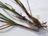 Carex transcaucasica