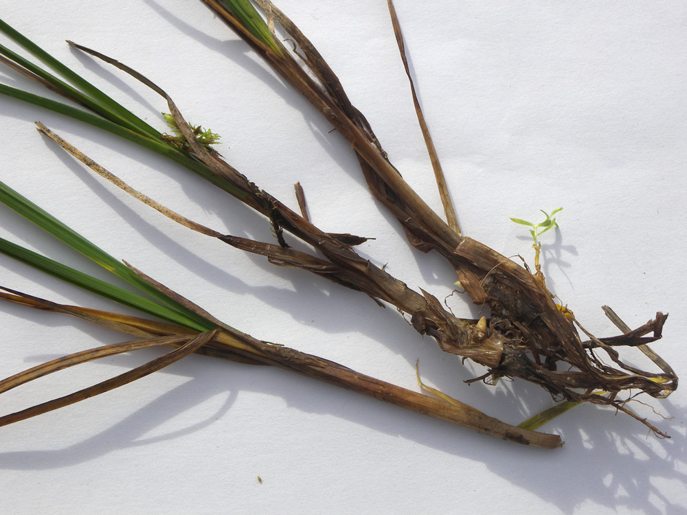 Изображение особи Carex transcaucasica.