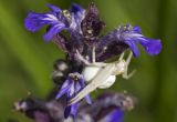 Ajuga reptans