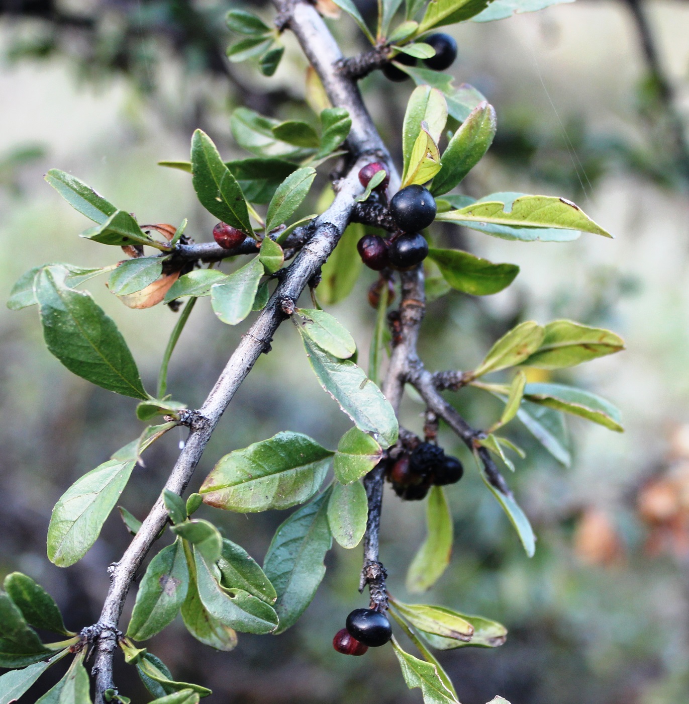 Image of Rhamnus songorica specimen.