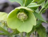 Helleborus cyclophyllus