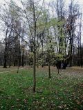 Acer saccharinum. Деревья с почти облетевшей листвой. Москва, Царицыно, парк музея-заповедника, в культуре. 01.11.2015.