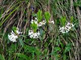 Daphne glomerata