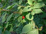 Cerasus tomentosa