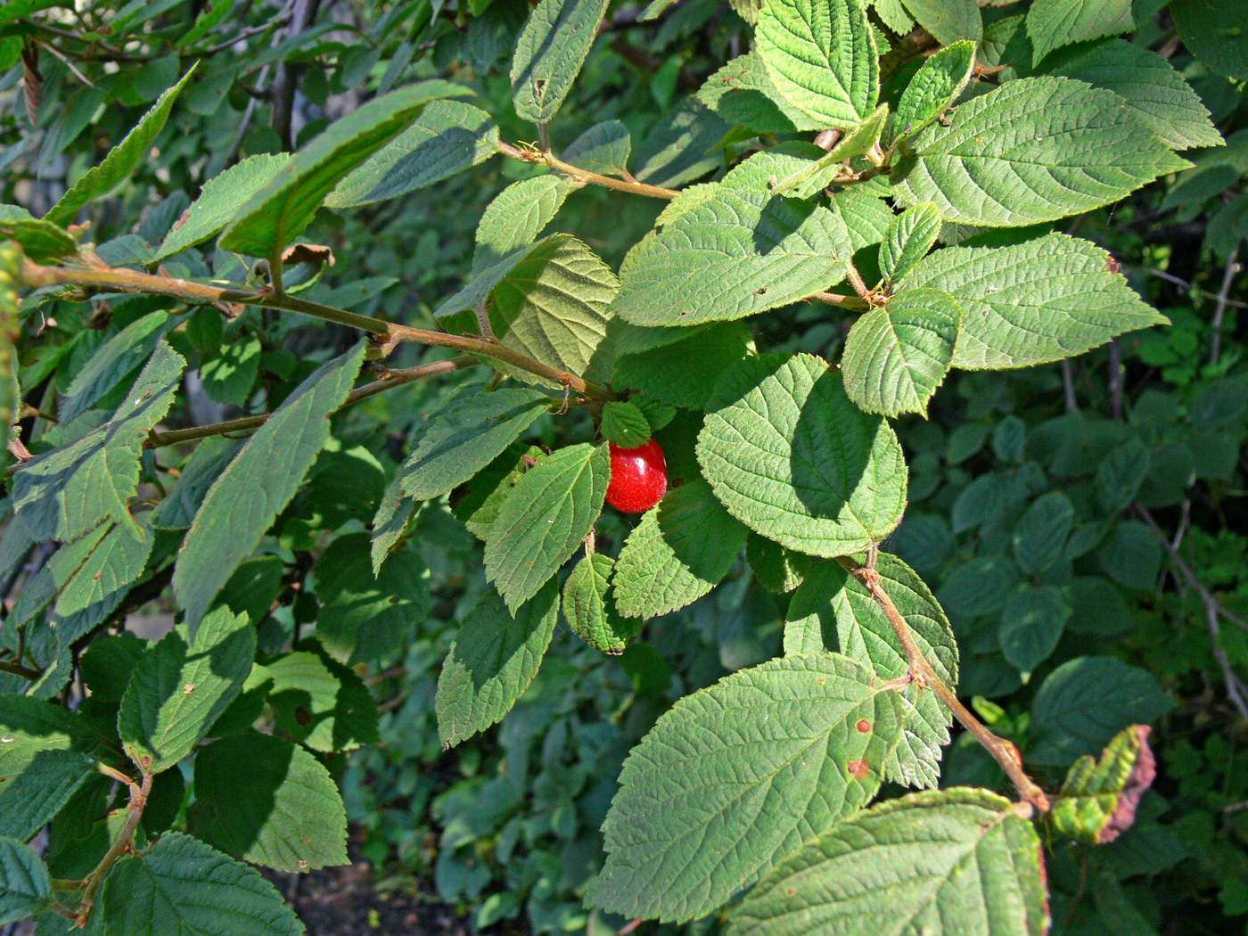 Image of Cerasus tomentosa specimen.
