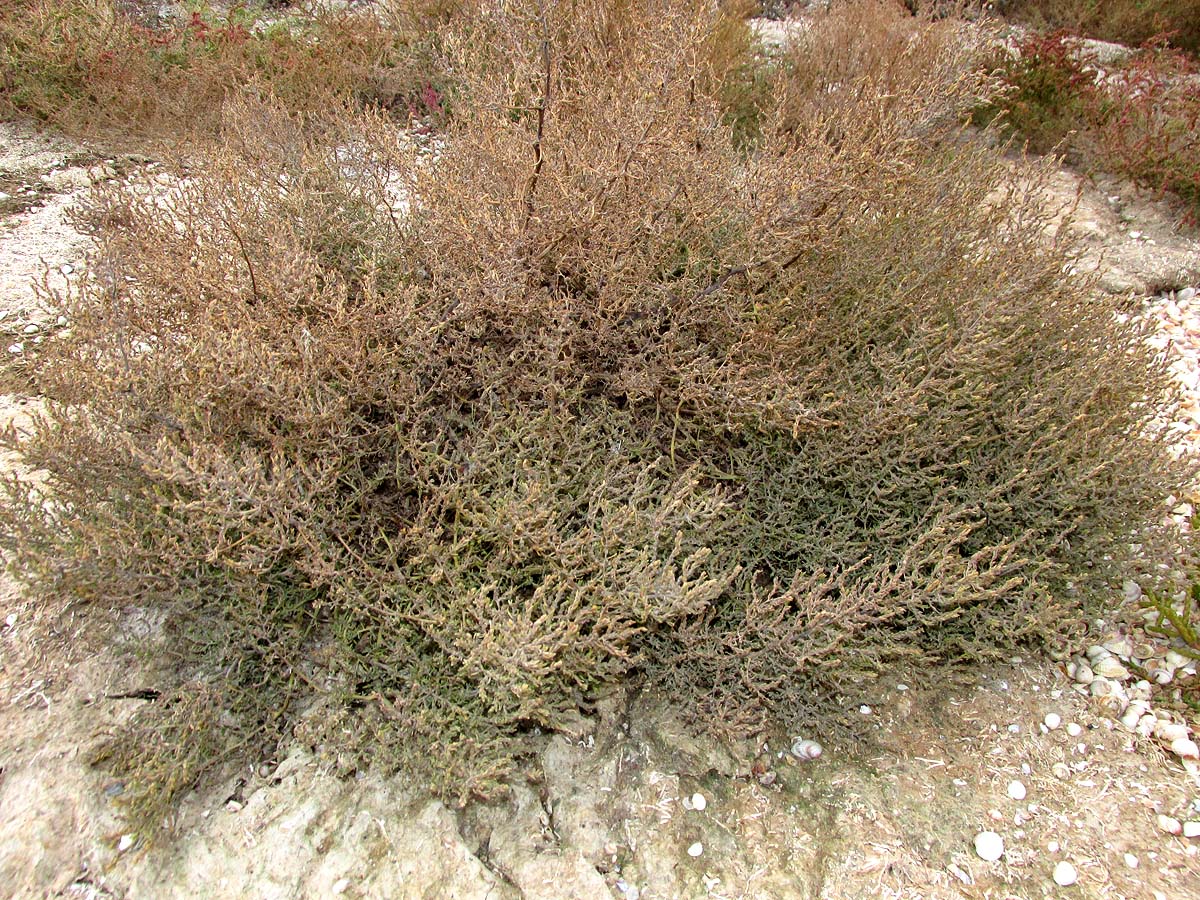 Image of Spirobassia hirsuta specimen.