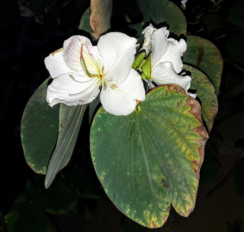 Изображение особи Bauhinia variegata.