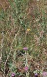 Onobrychis pulchella