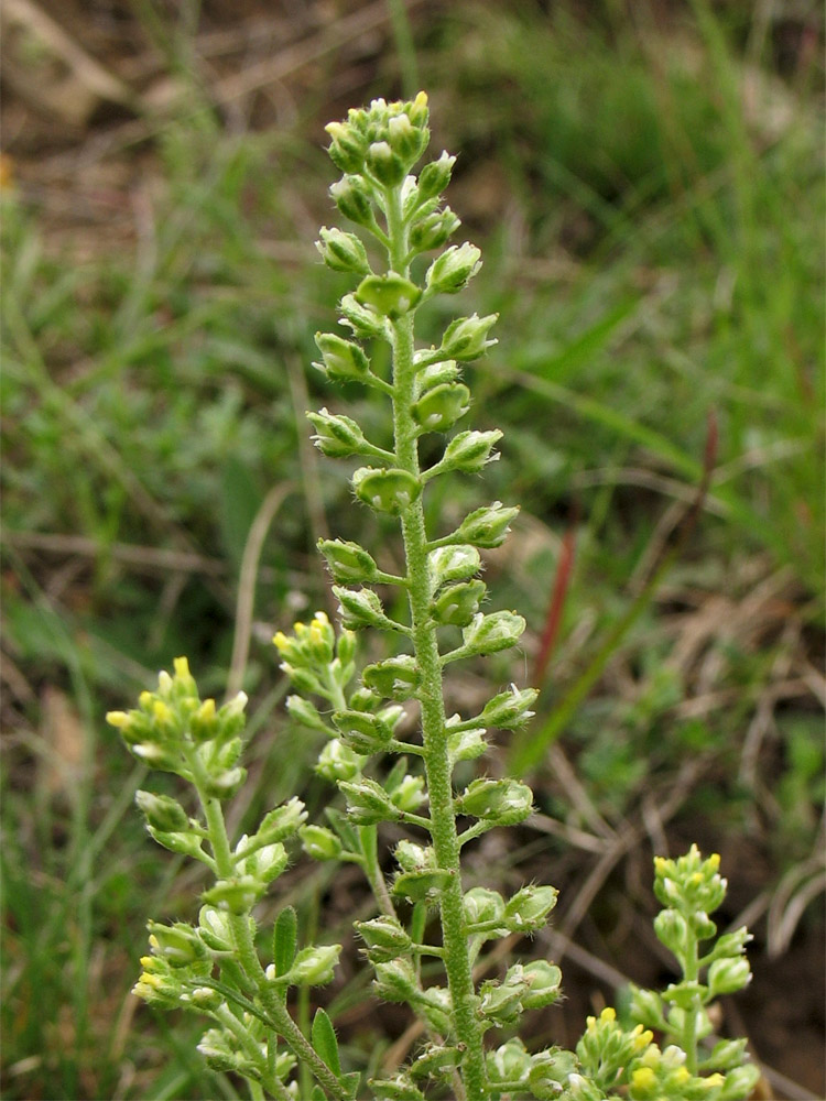 Изображение особи Alyssum alyssoides.