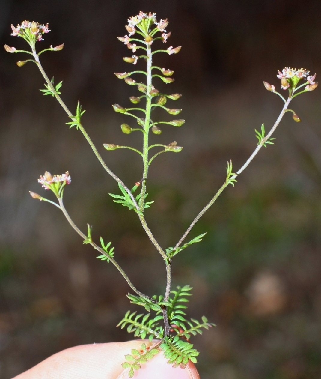 Изображение особи Hornungia petraea.