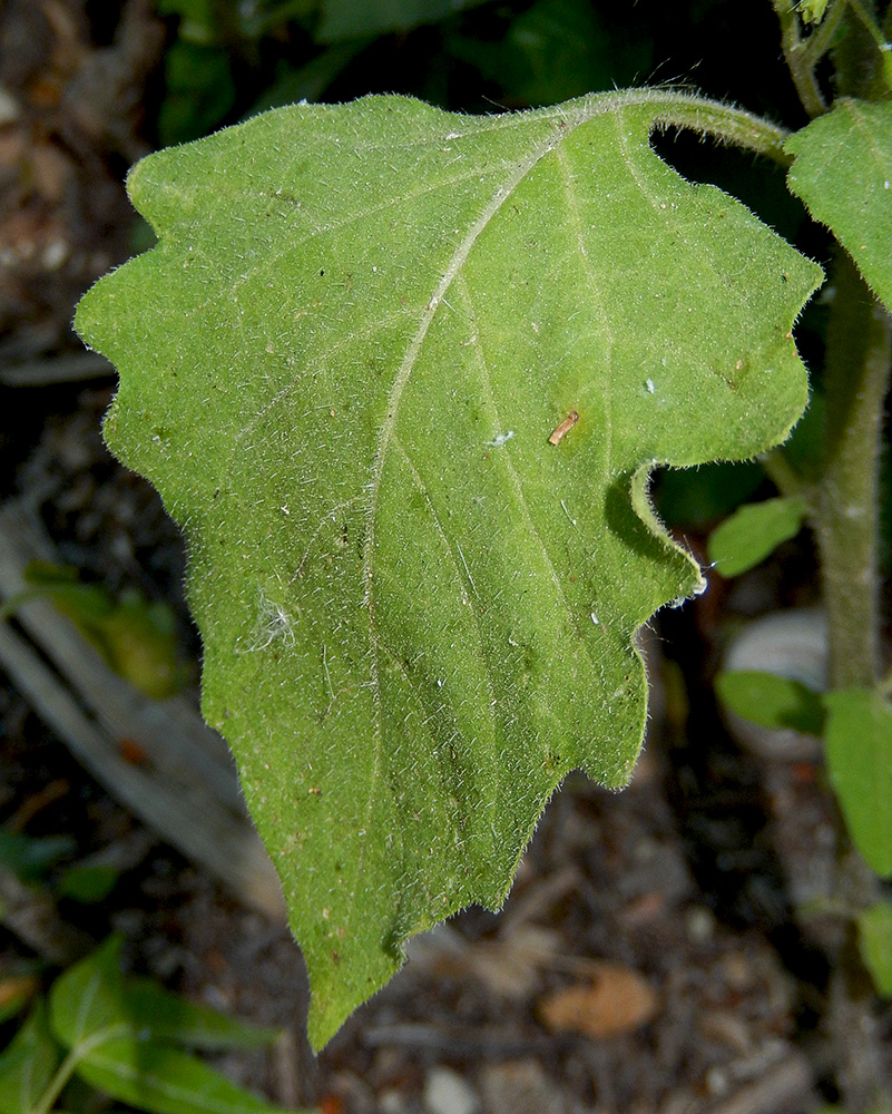 Изображение особи Solanum nigrum ssp. schultesii.