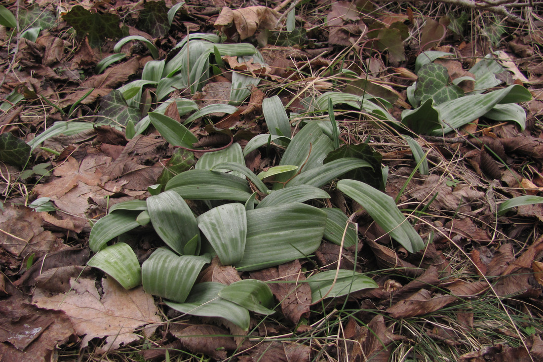 Image of Orchis simia specimen.