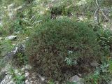 Onobrychis cornuta