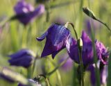 Campanula altaica