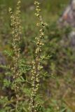 Artemisia stechmanniana