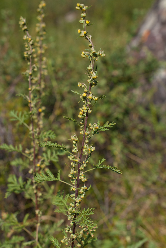 Image of Artemisia stechmanniana specimen.