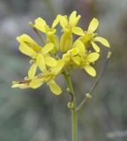 Brassica nivalis