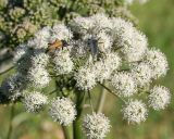 Angelica sylvestris