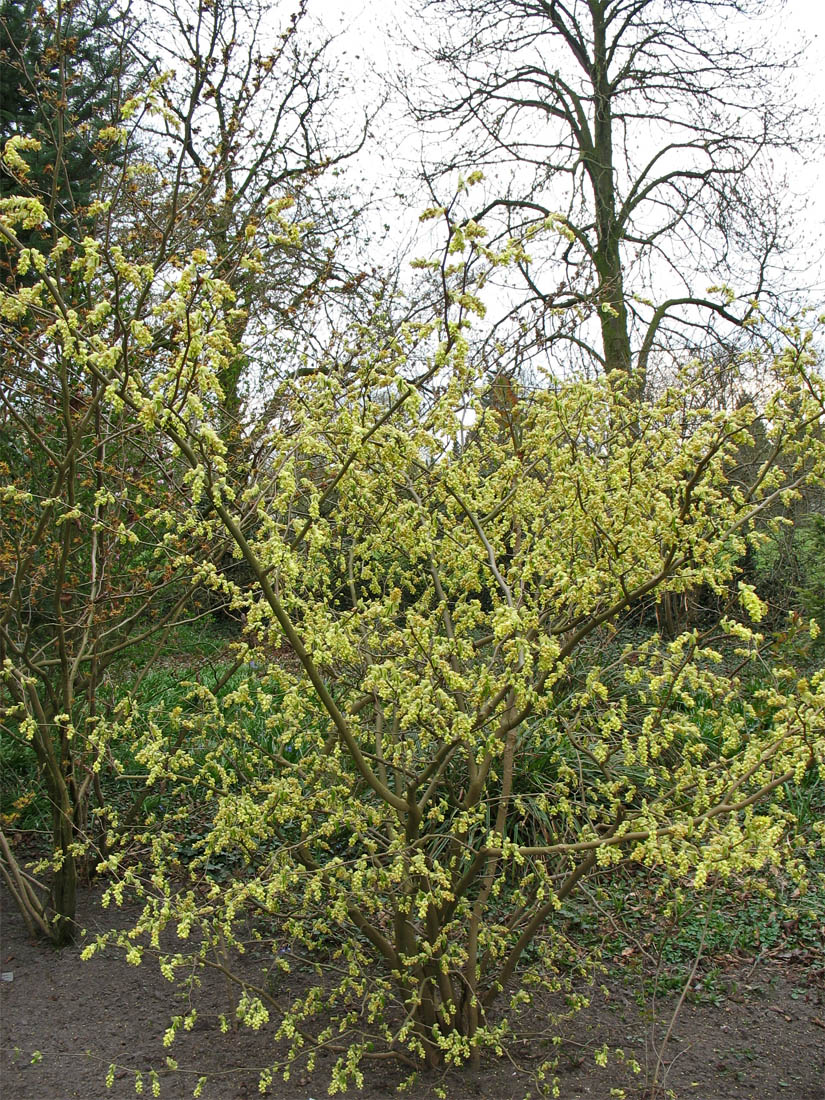 Image of Corylopsis willmottiae specimen.