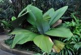 Johannesteijsmannia altifrons. Вегетирующее растение. Малайзия, Куала-Лумпур, в культуре. 13.05.2017.