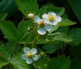 Fragaria vesca