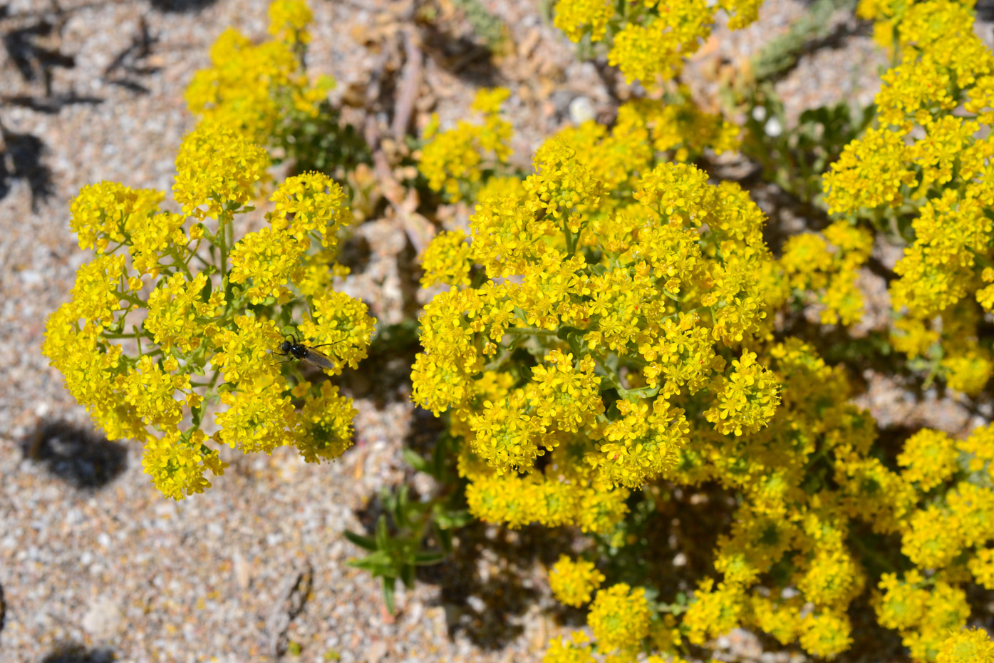 Image of Odontarrhena borzaeana specimen.
