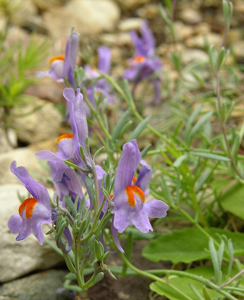 Изображение особи Linaria alpina.