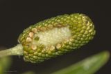 Ranunculus sceleratus