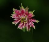 Aquilegia разновидность stellata